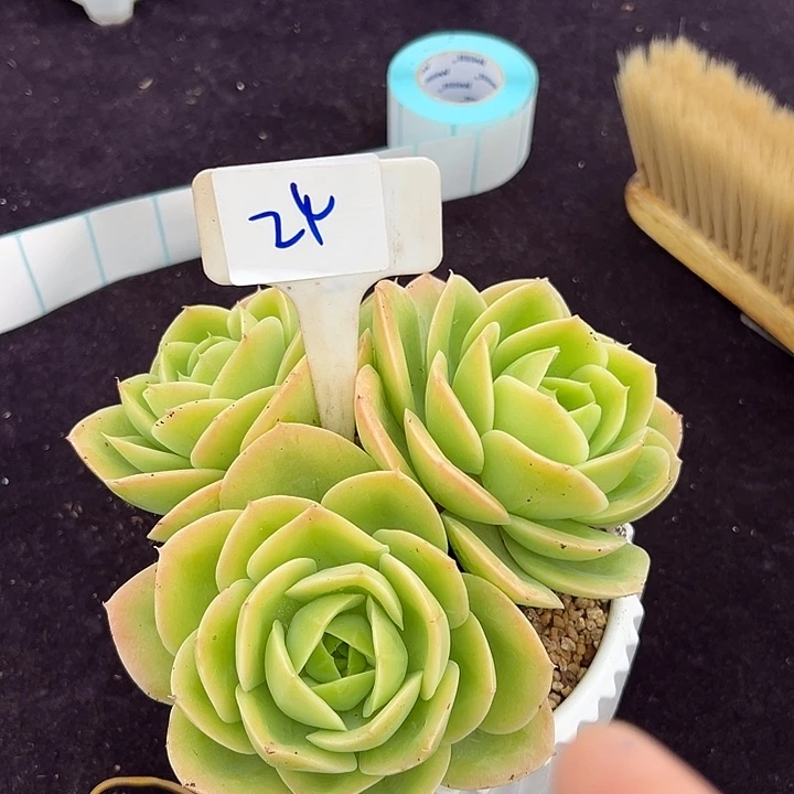 星娜24号一个多脱土