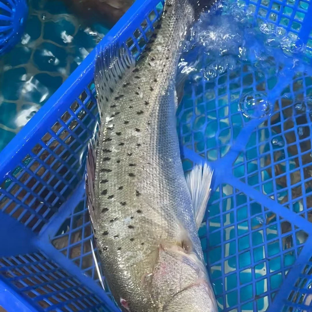 鲜活海鲈鱼 1.6 到 2 斤规格可选【默认宰杀】