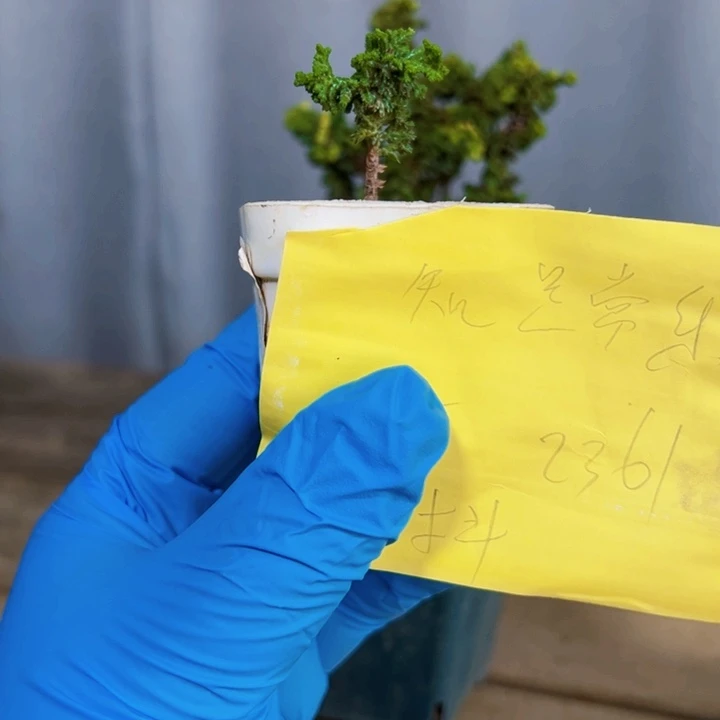 知***8无花朵黄金油化。