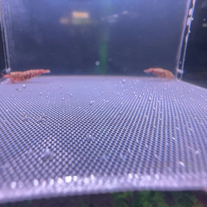 水晶虾红银河水晶虾一公一母