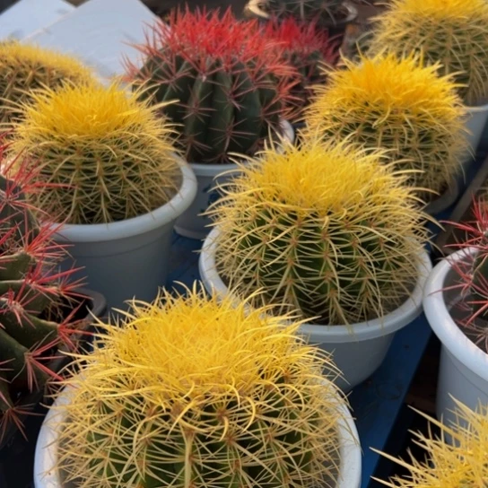 墨西哥怒刺（精品怒虎福利）基地直发