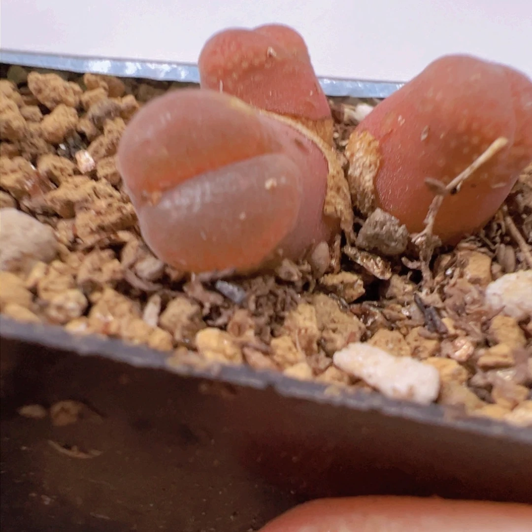 30-139肉锥多肉植物，