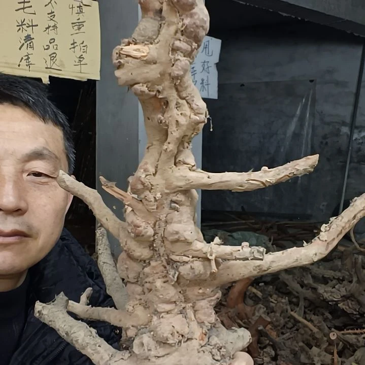 稳定木用****3贵州檬子木   铁马鞭   根艺  半成品