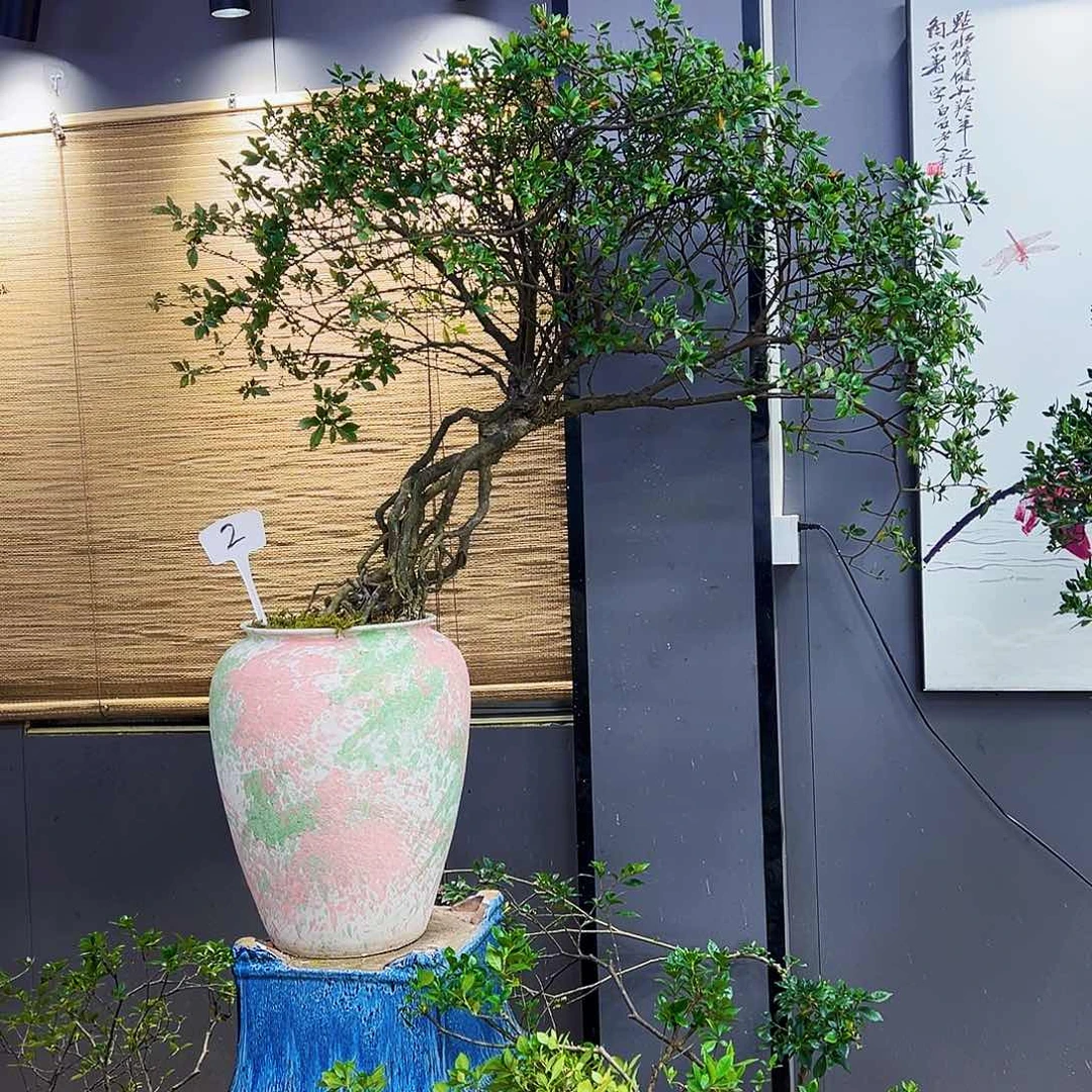 子*海岛榄叶栀子花