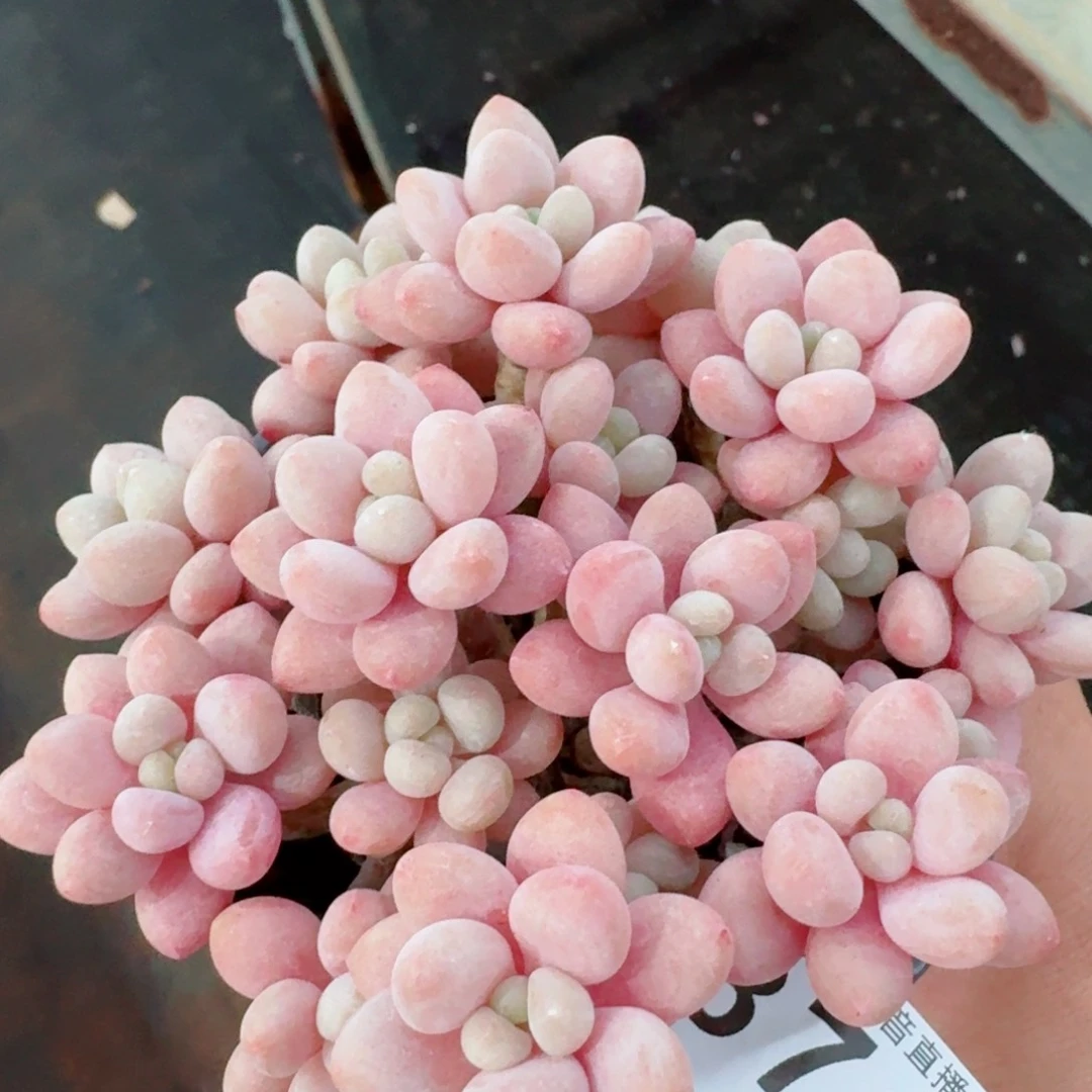 o****r鱼子酱         精品多肉