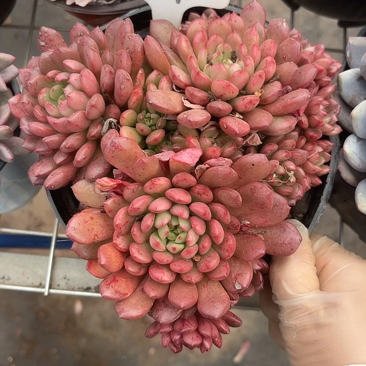 两单包邮，一物一拍，红宝石，散4