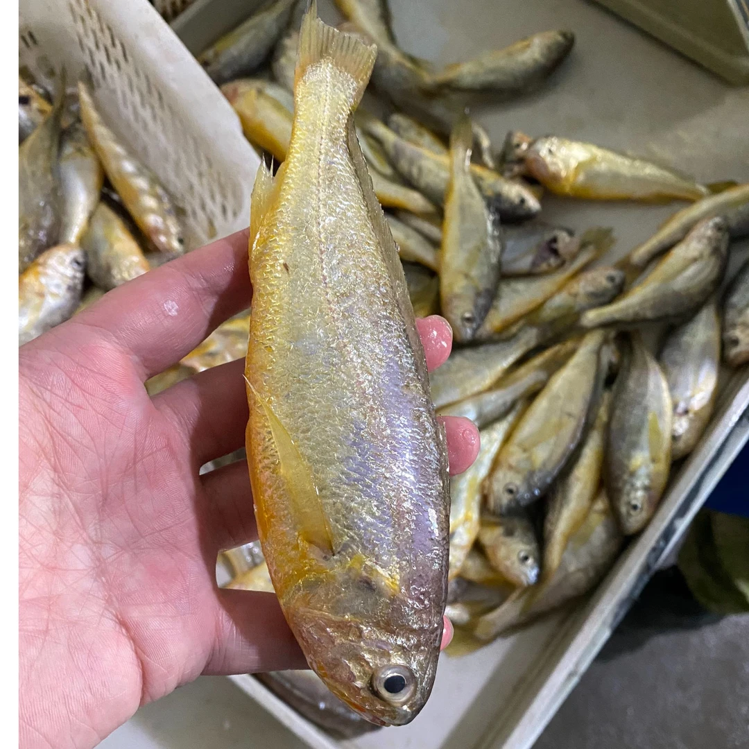 东海冰鲜小黄鱼娇娇鱼3斤装顺丰