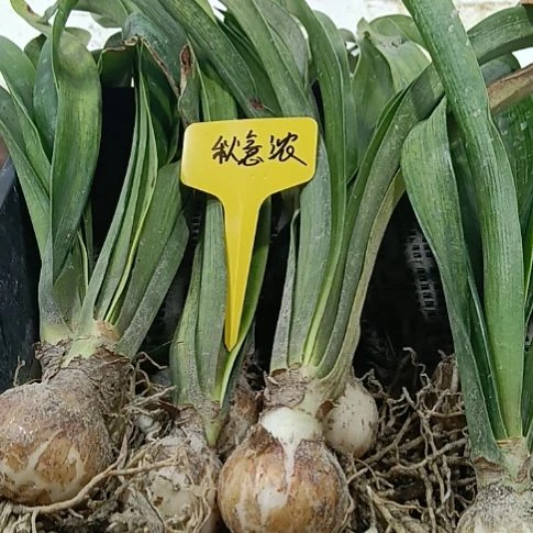 无花朵切球秋意浓4-5发一个