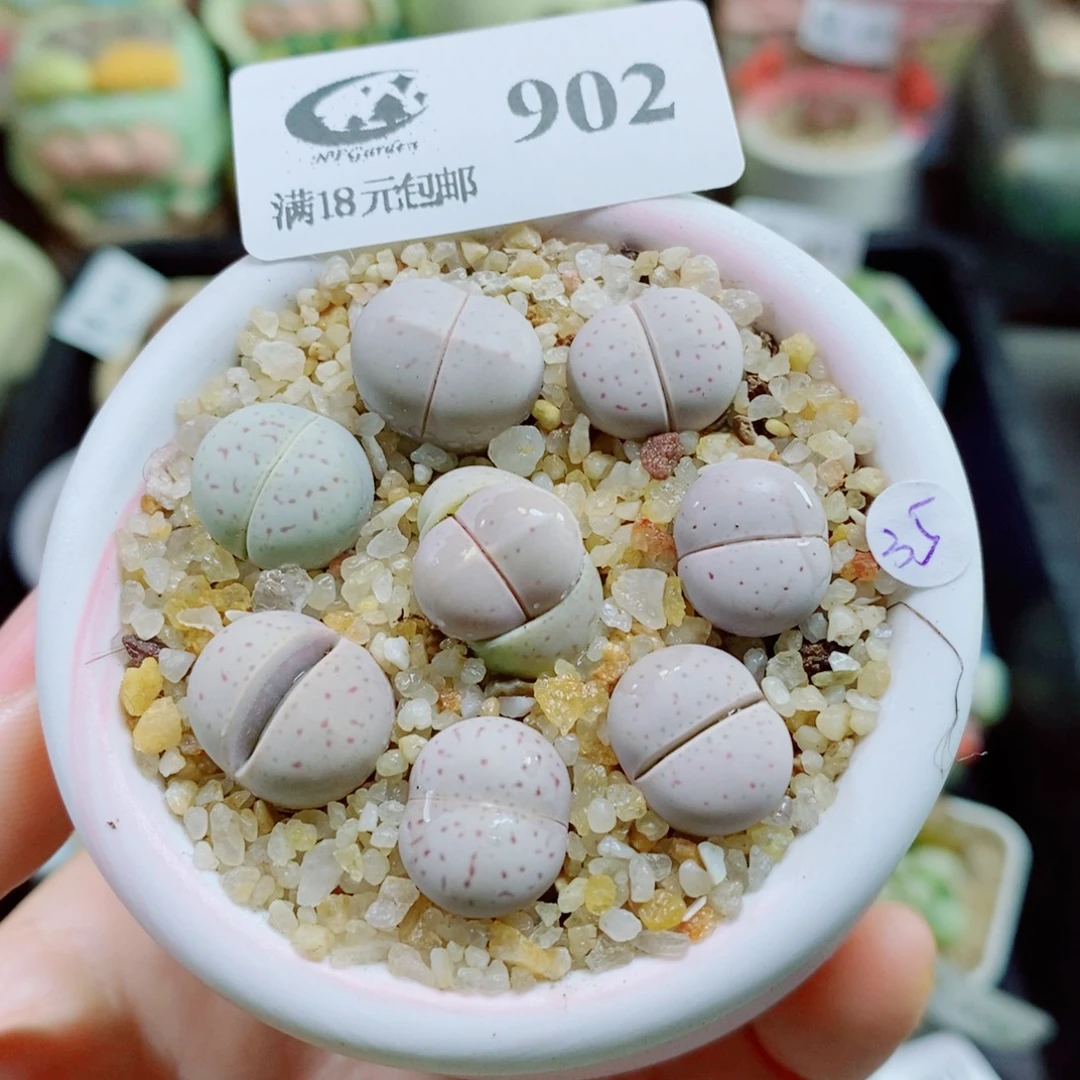 生石花花花花花花花902