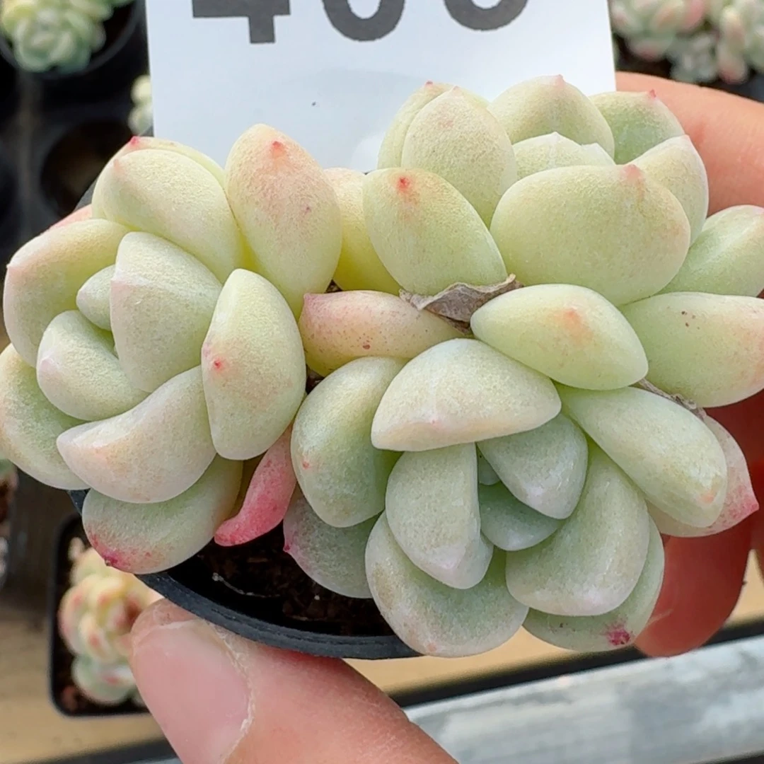 白底冰玉福利         精品多肉