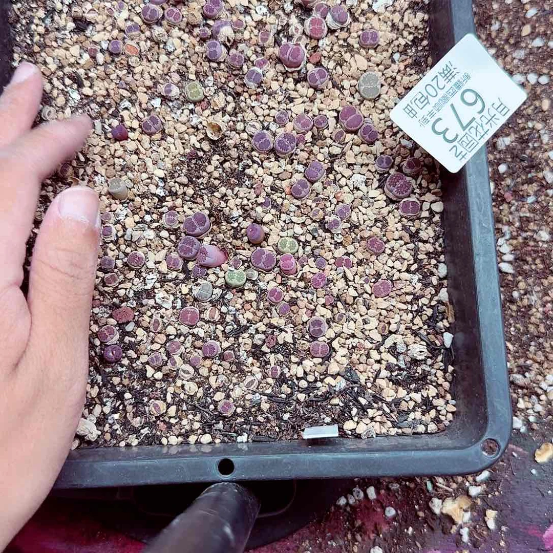 南***喃你说是谁在的了673