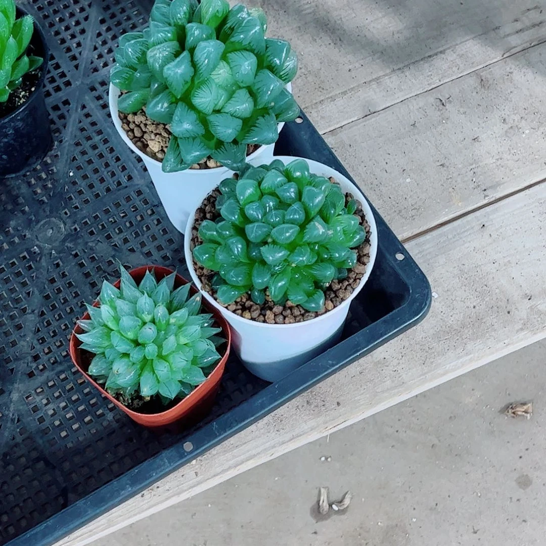 糯姬玉露西亚姬一勿一拍