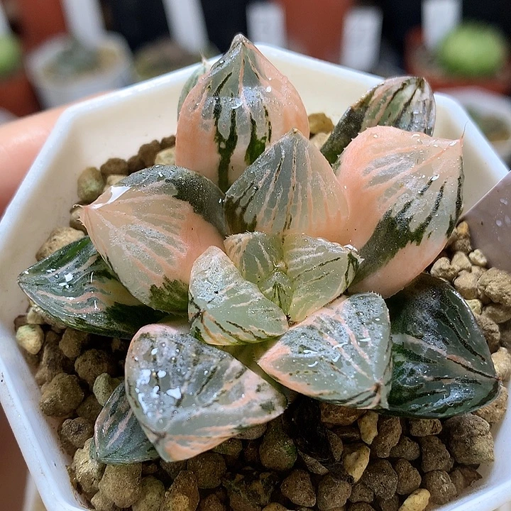 玉潭寿锦带盆土带盆土发货loo