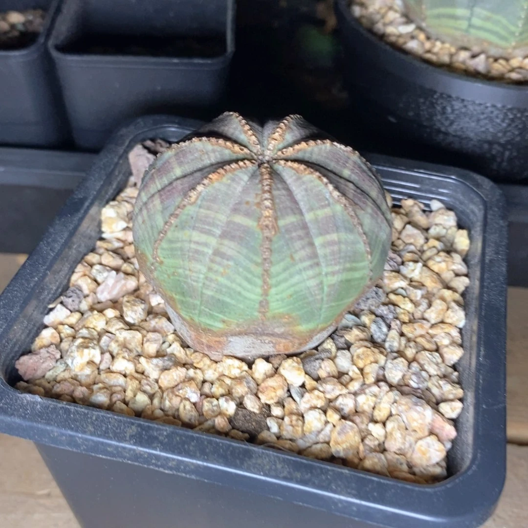 欧系实生布纹球一物一拍