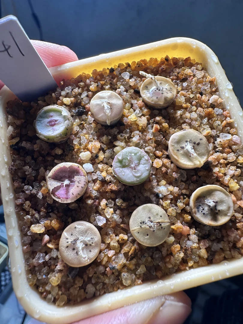 341多肉植物生石花十字纽扣一颗