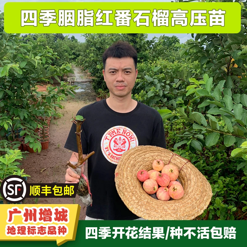 正宗四季胭脂红番石榴高压苗果树苗 广州增城地理标志品种