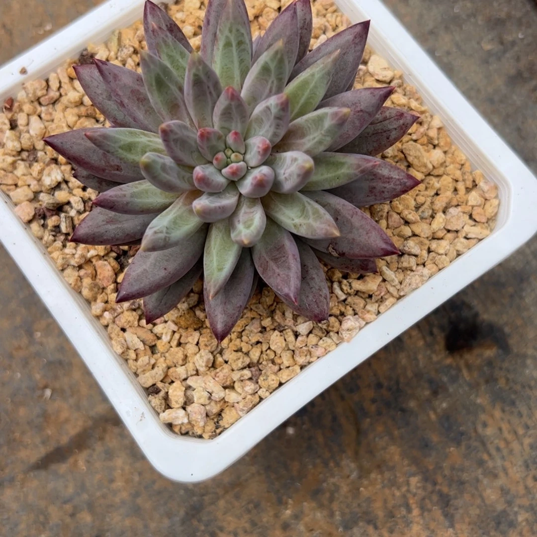 懒***羊多肉植物多肉植物
