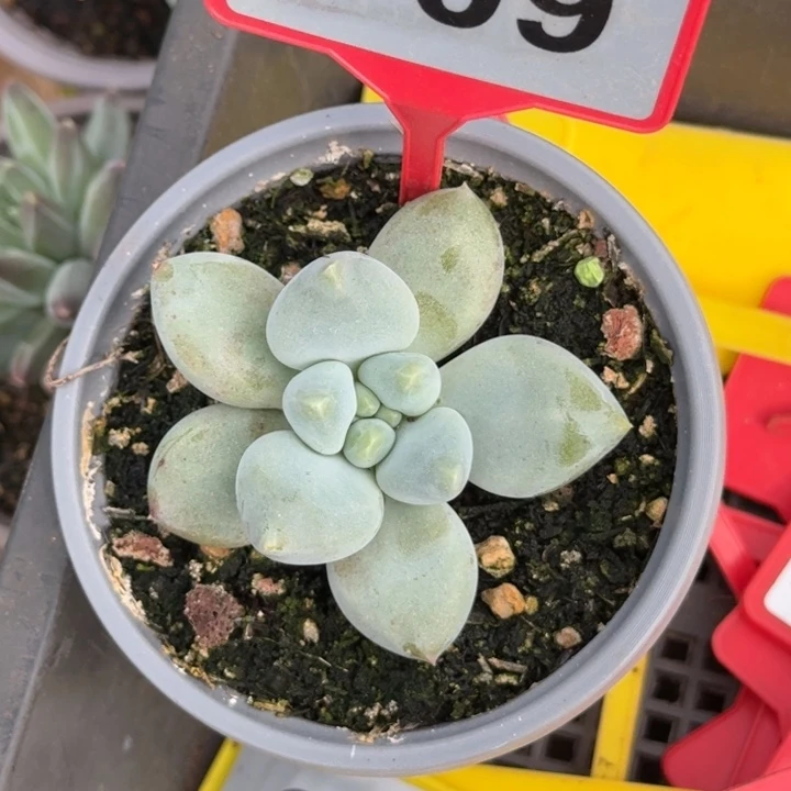 多肉植物胖体哥特708