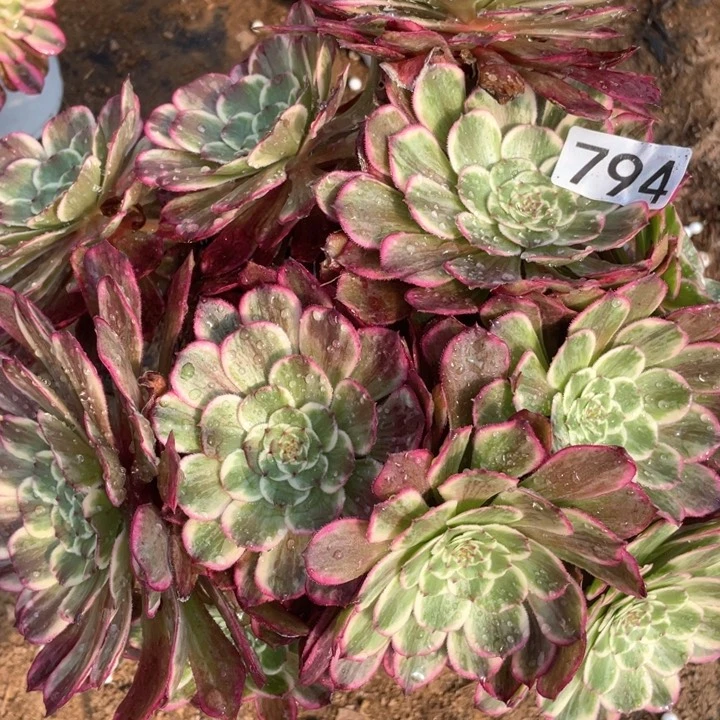 794多肉植物油彩h