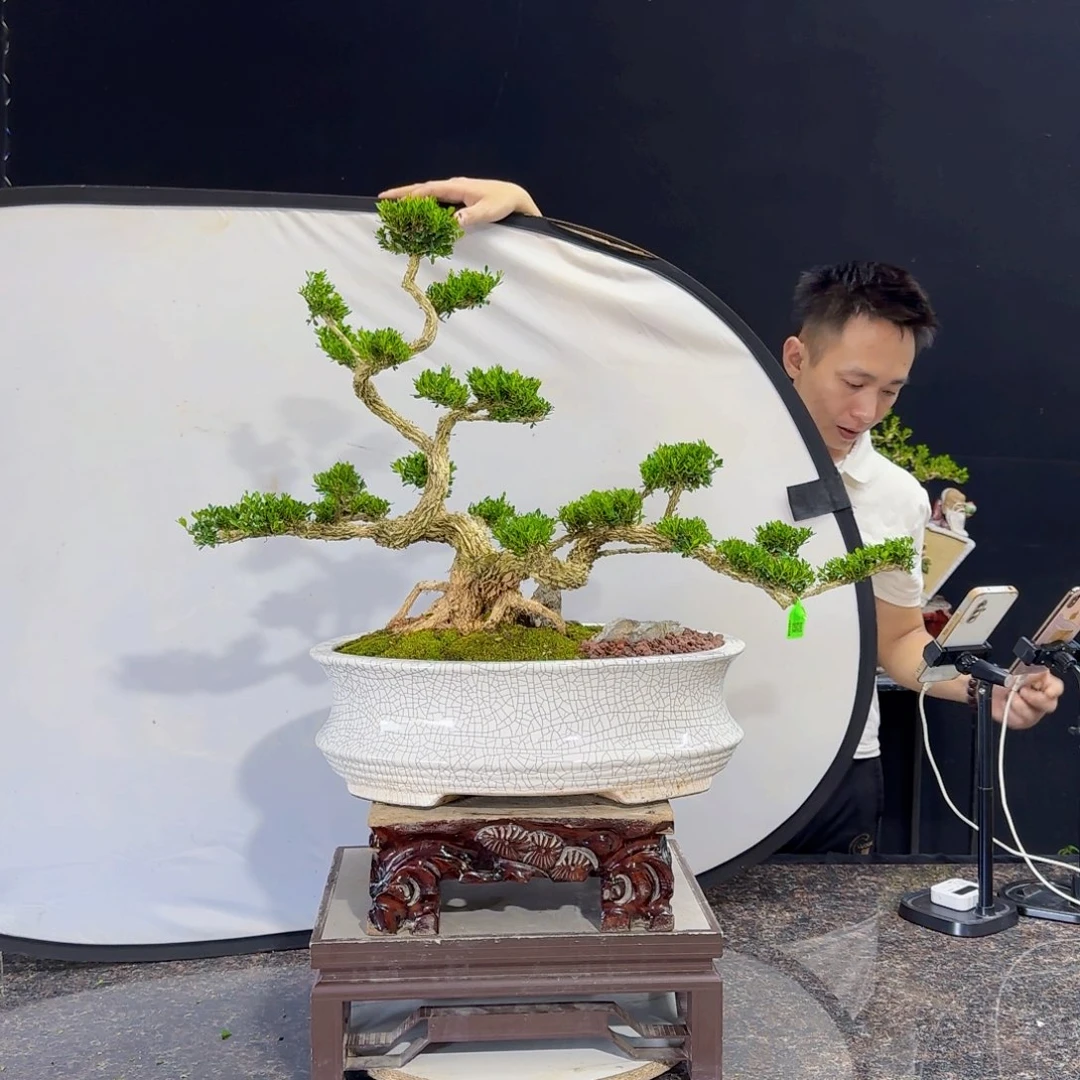 无花朵光*高端黄杨盆景艺术