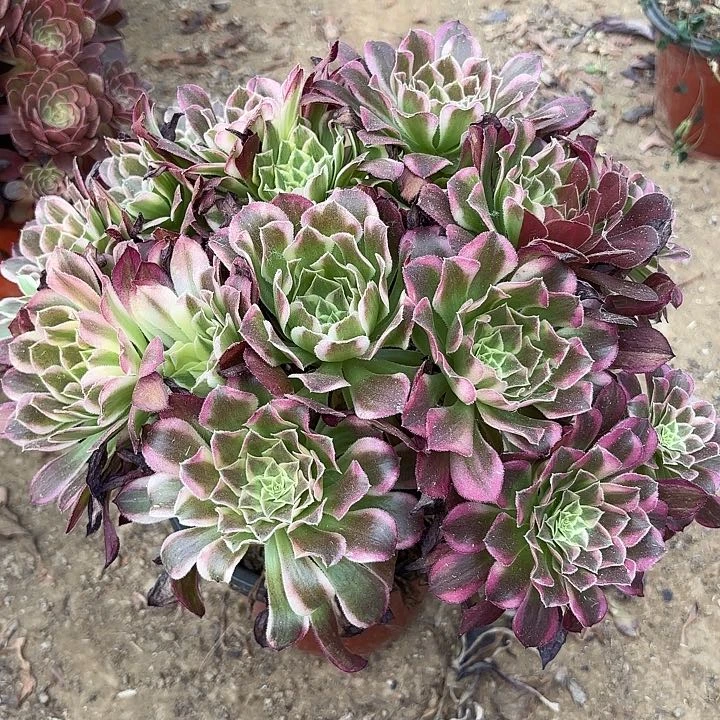 多肉植物法师天合45