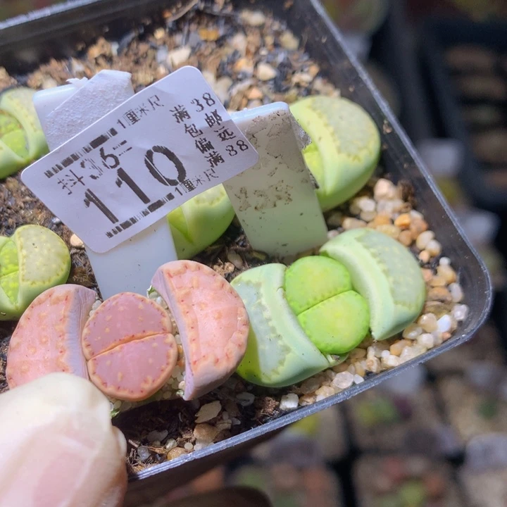 唯*精品生石花36.110