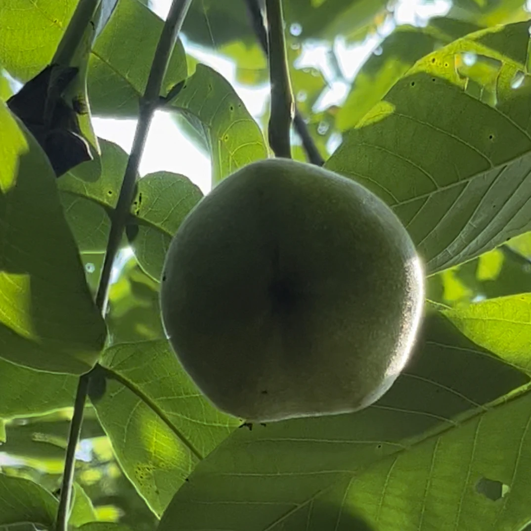 文玩核桃专项链接