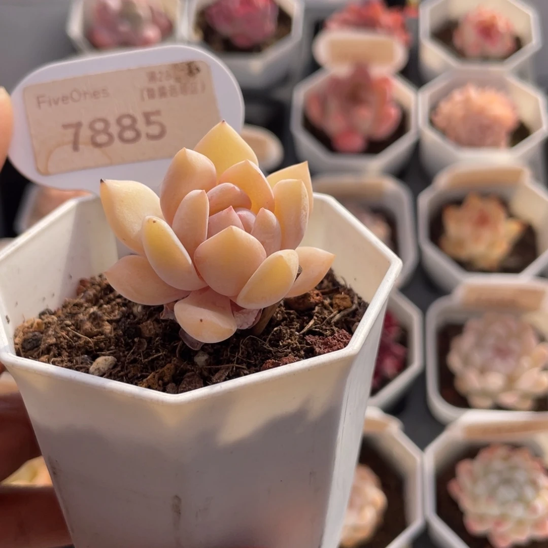 梦之雪7885-3.5厘米