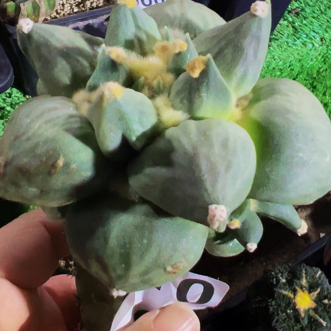 无花朵福利丸尤怒涛牡丹310