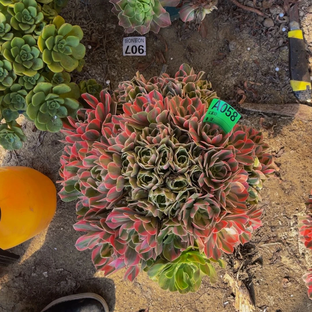 女妖法师朵朵3-4¥¥