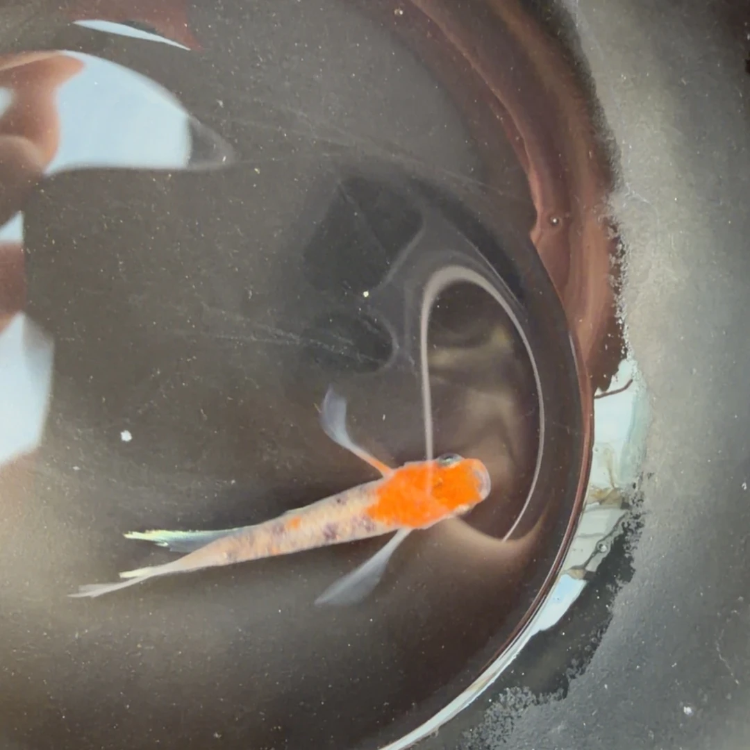 青鳉鱼608.帝王三色真长鳍公