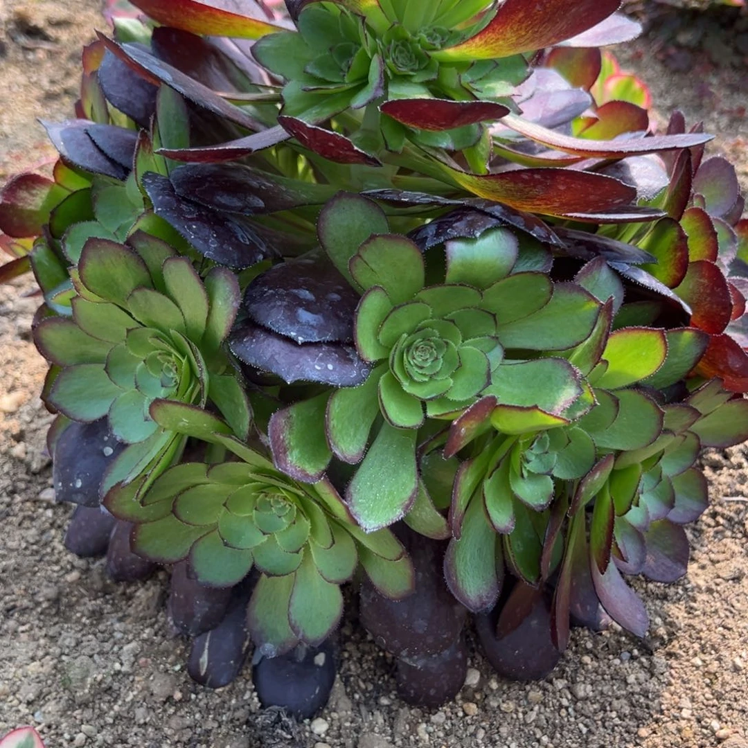 黑寡妇一颗量 28多肉