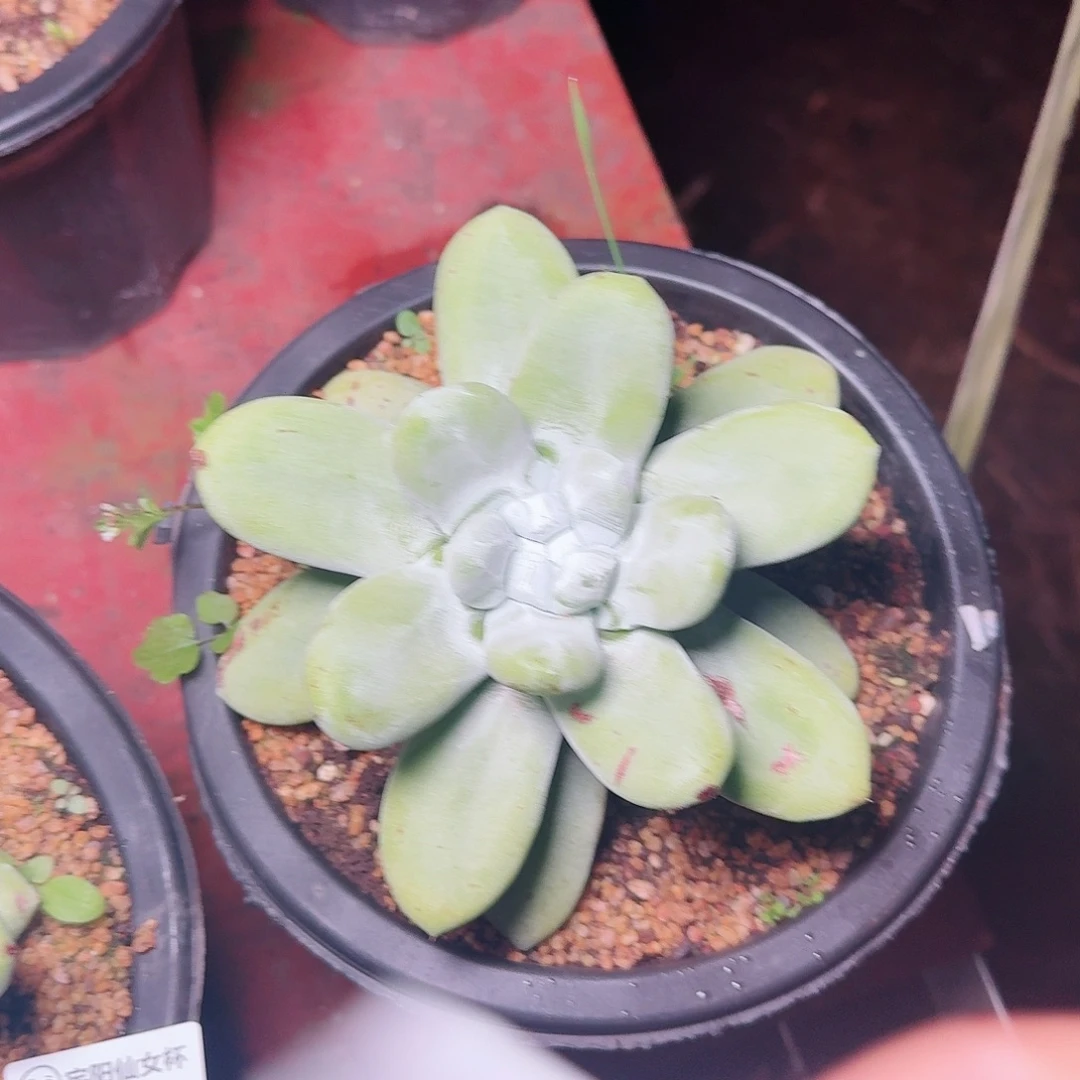 1070拇指仙女杯多肉