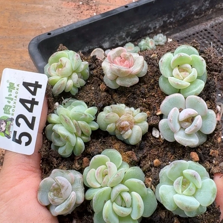 多肉植物多肉植物