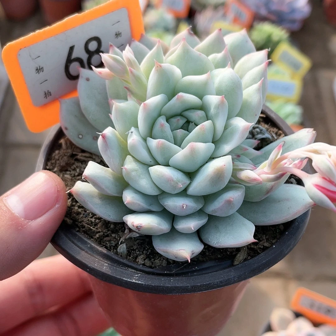 【闪购商品】68号的