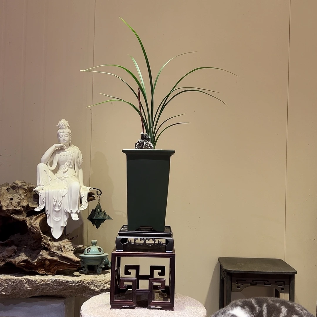 大部分花苞少量开放富贵临门