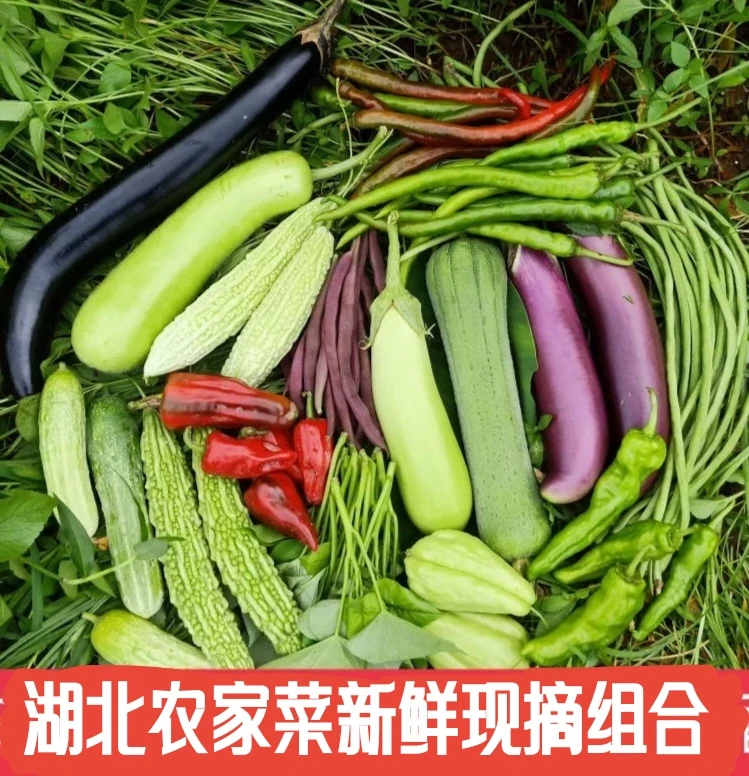 湖北农家新鲜当季蔬菜混合装茄子辣椒西红柿黄瓜选搭配组合5斤装