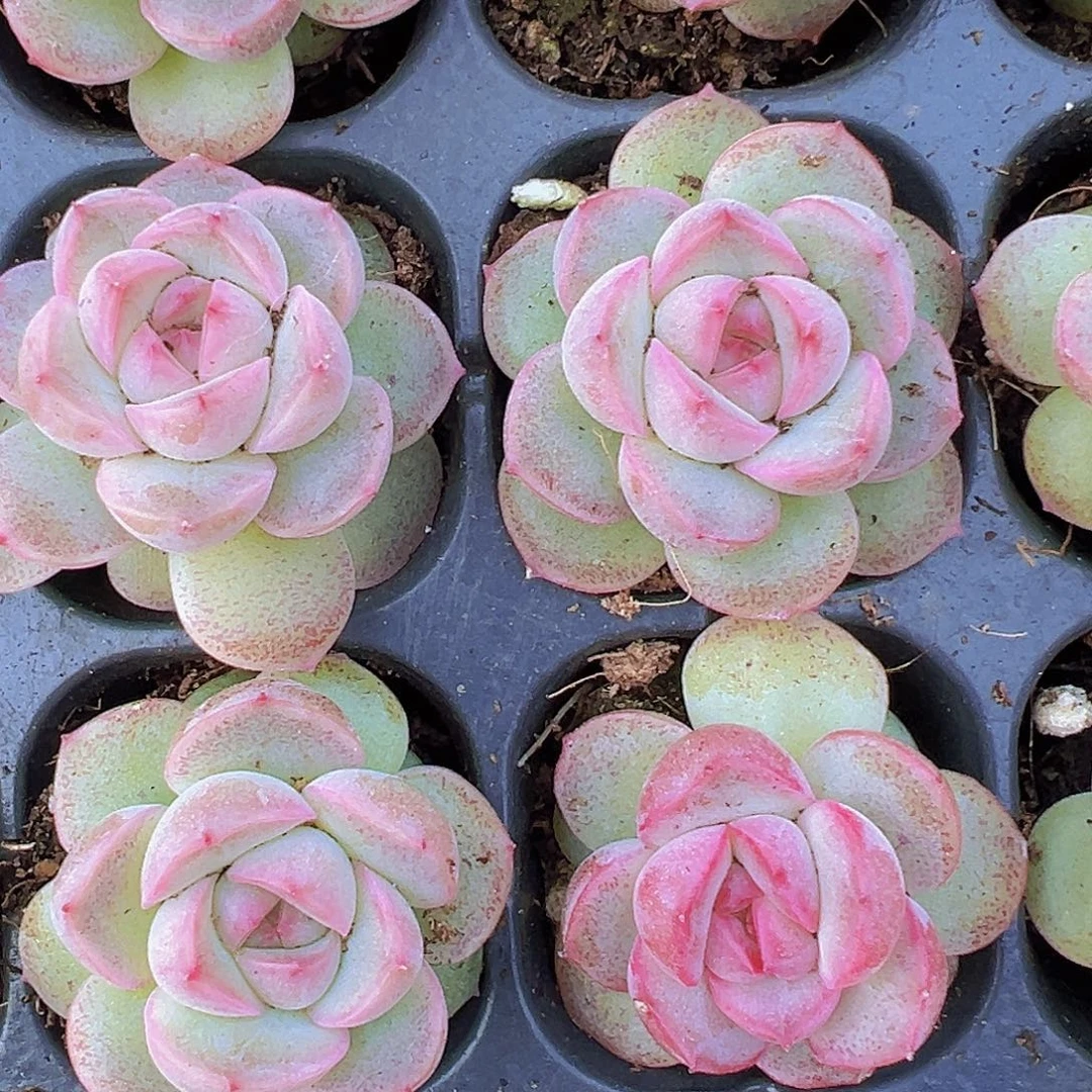 粉仙女5颗19包邮多肉