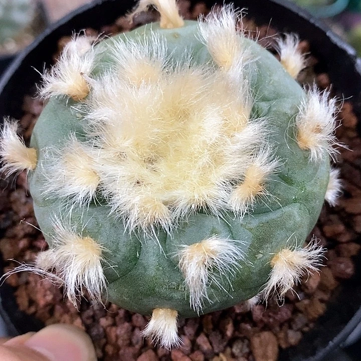 孤品实生优质金毛长毛银海鲜6.2cm