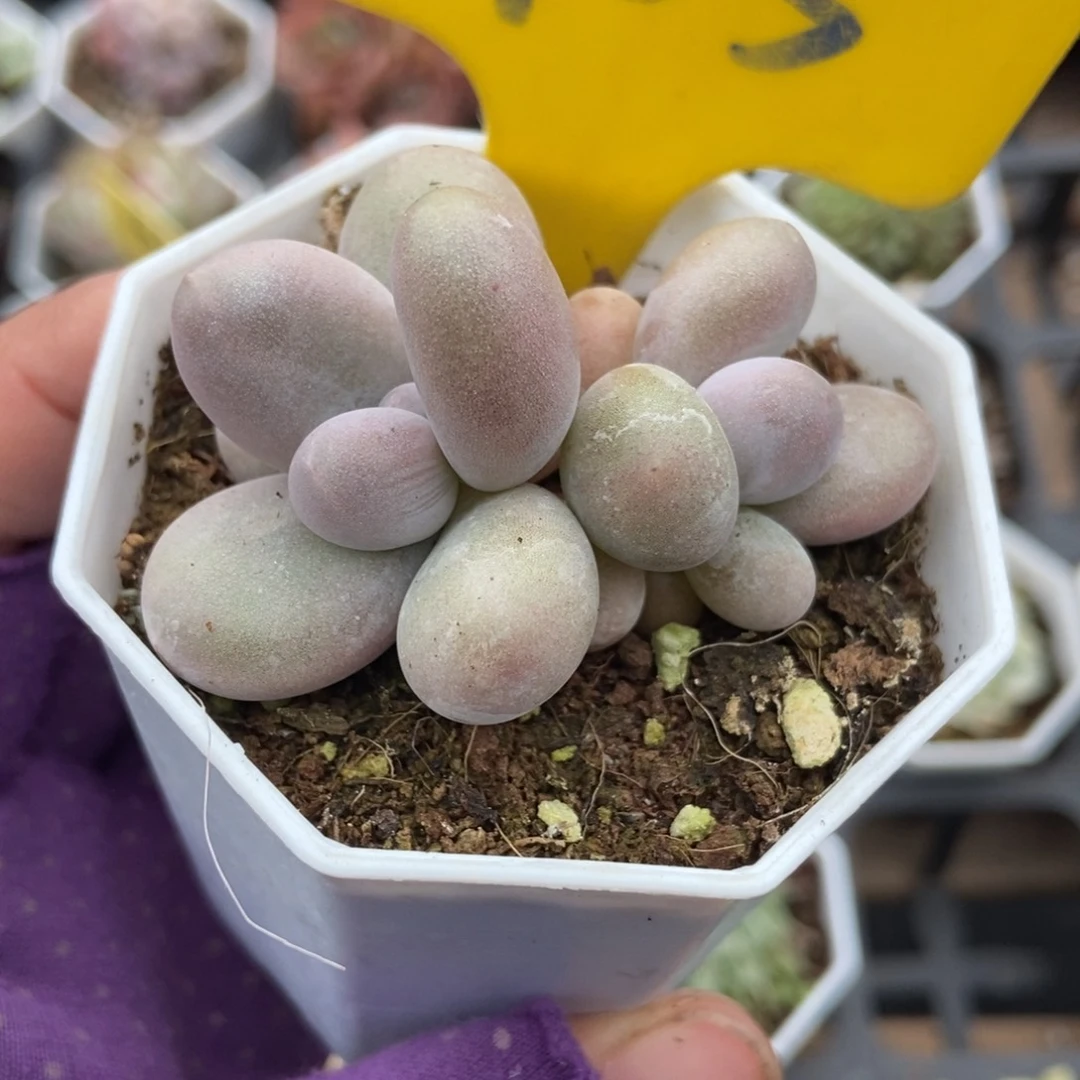 905彩虹奶酪多肉植物