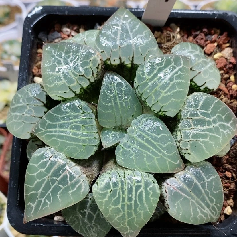 【闪购商品】47水晶101大母本