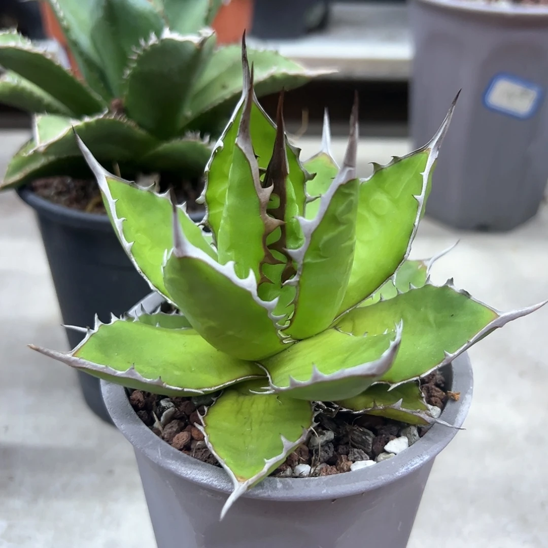 宽叶霍利达一物一拍偏远不包邮