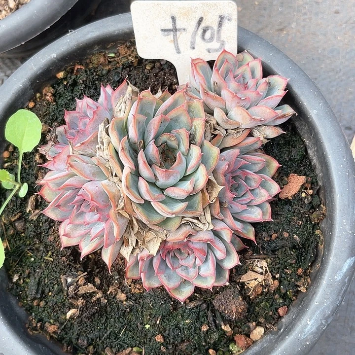 晨语多肉，一物一拍猎户座105