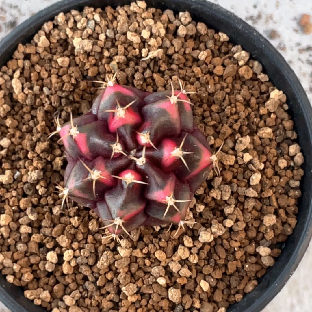 当前无花朵，栽培后可花朵黑寡妇V背锦