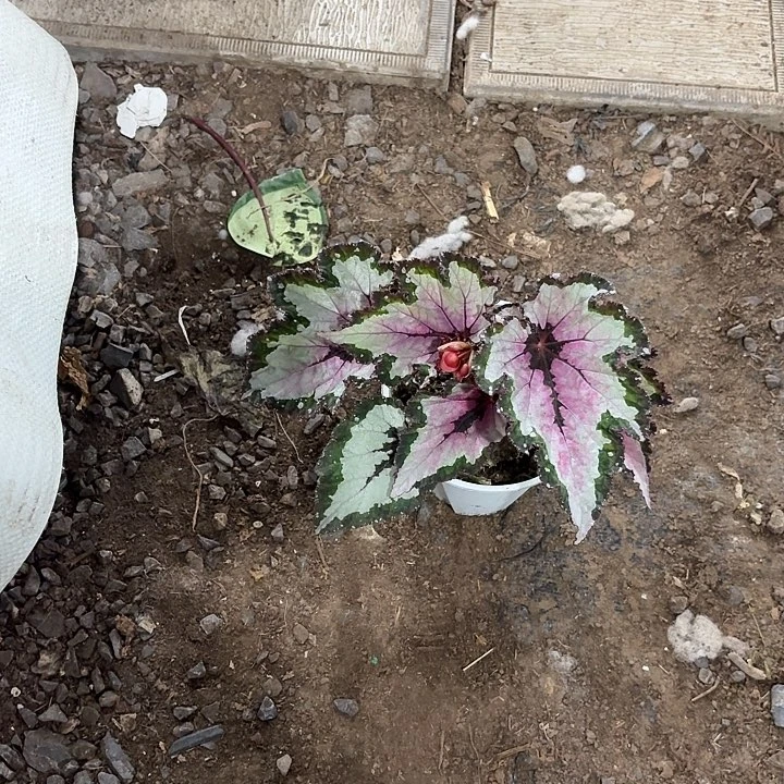 完全开放团扇秋海棠