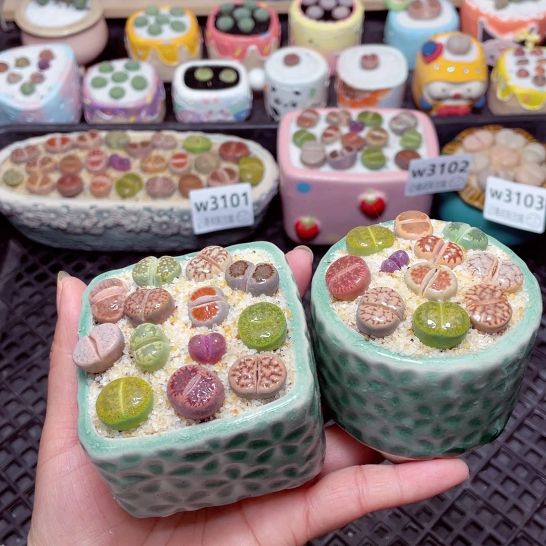 w3104 -零下地区拍保温箱-15支持寄养