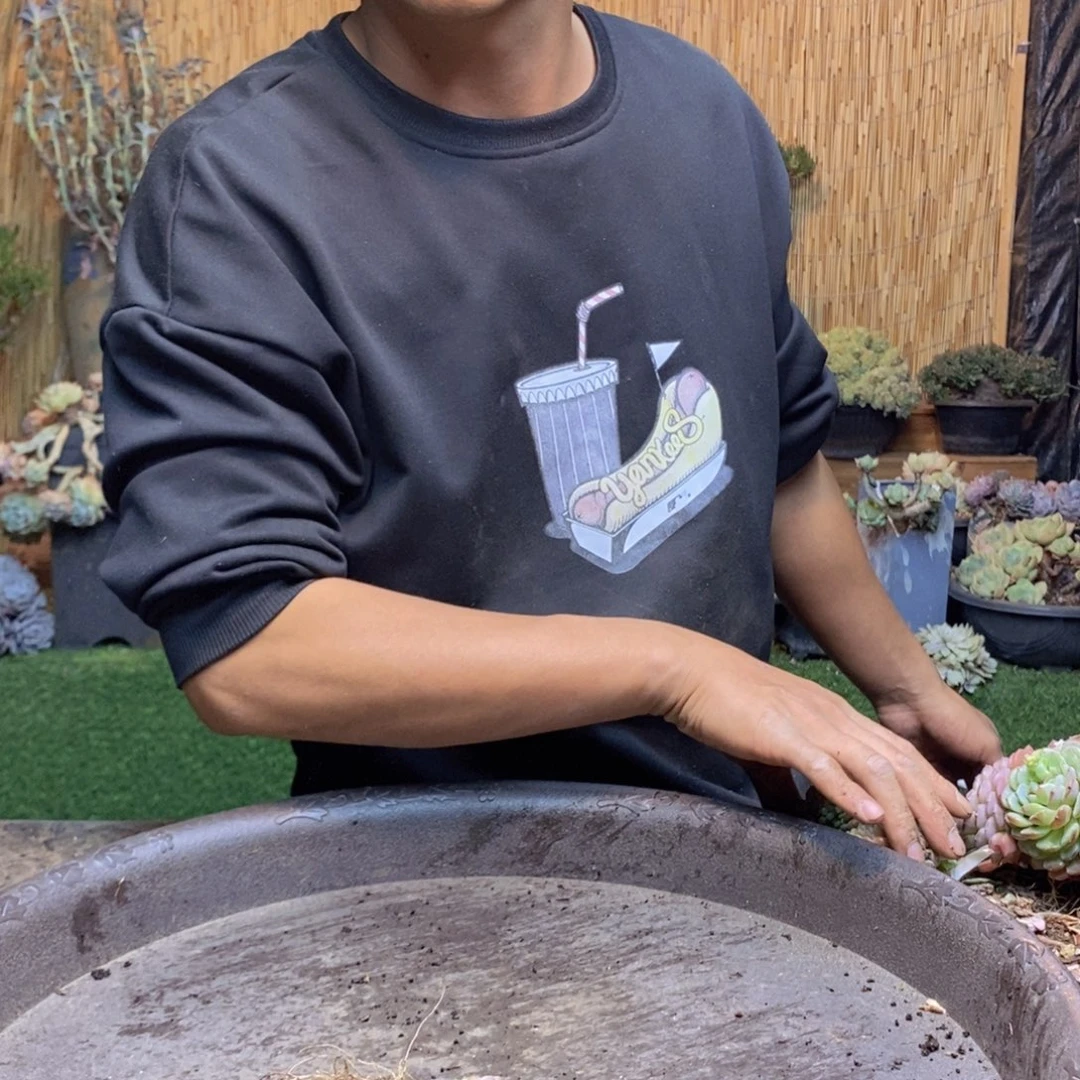 风****425 号白胖子多肉