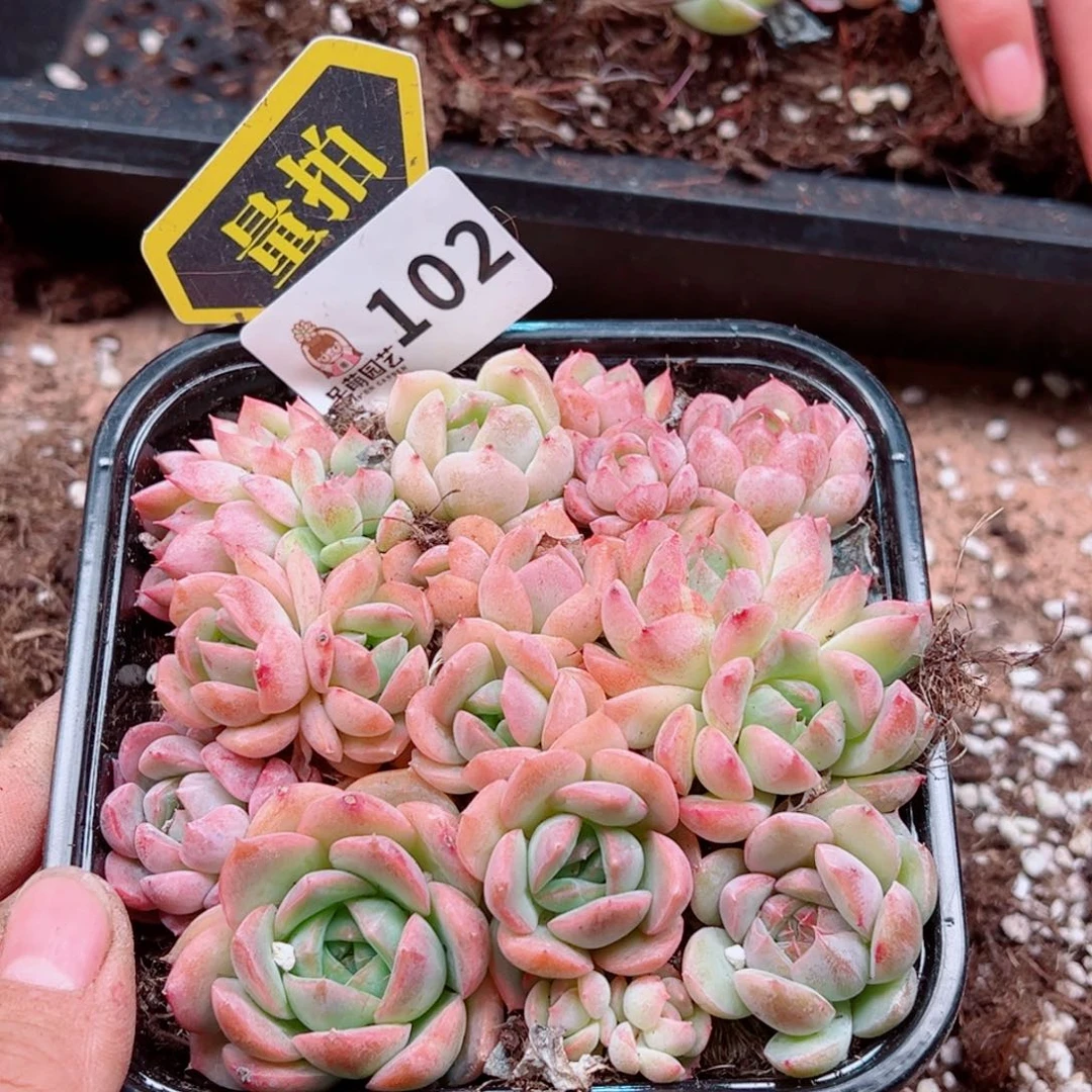 多肉植物多肉植物