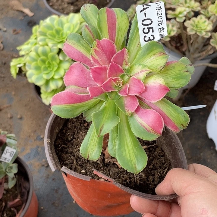 53嫁接知否多肉植物法师