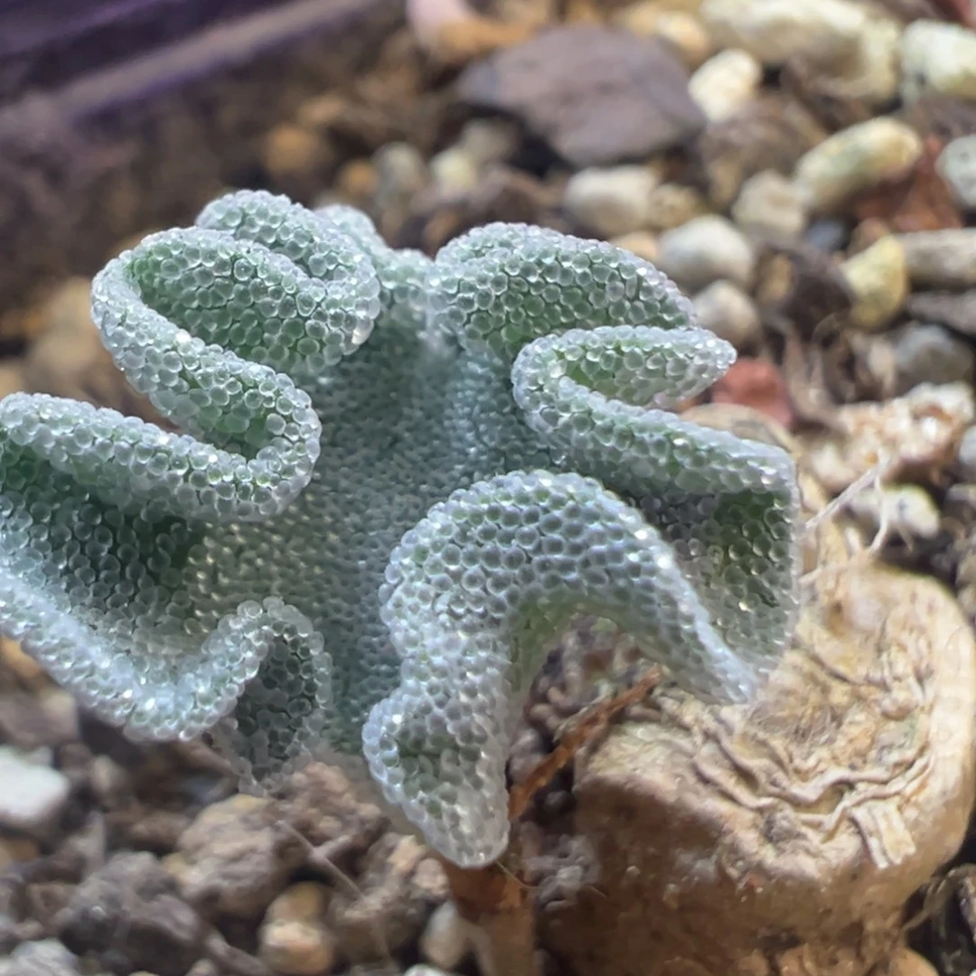 冰晶海带 肉锥植物